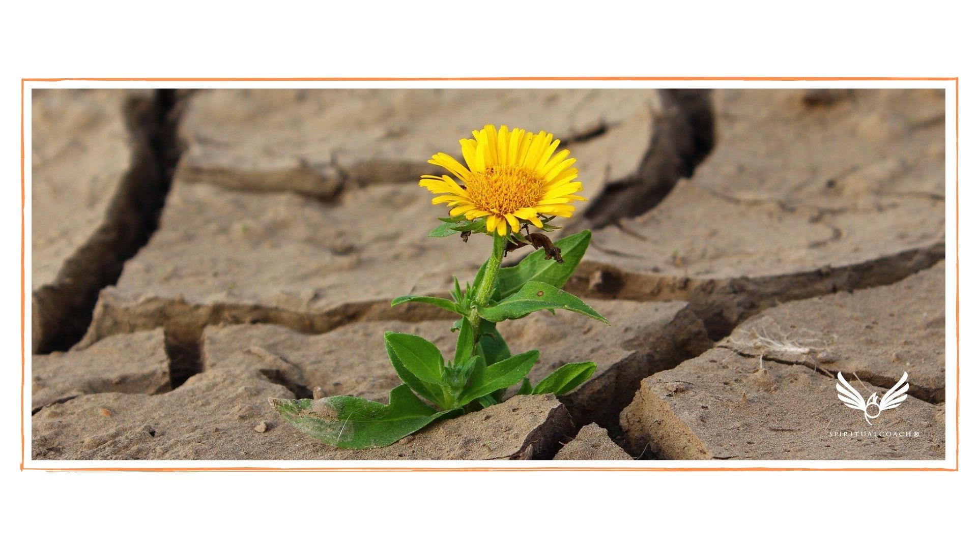 anche tu puoi fare i miracoli