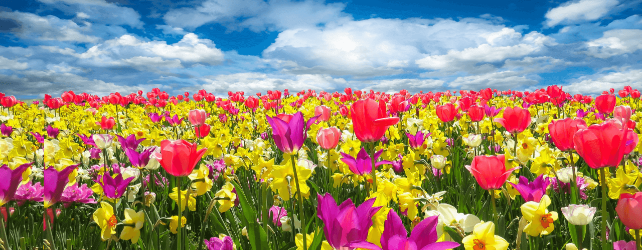 Dalla terra che si riprende pian piano dopo un lungo silenzio, i fiori e le foglie si compongono in relazioni colorate che riempiono gli occhi di giallo, viola, rosa acceso, azzurro, bianco e verde brillante. benvenuta primavera
