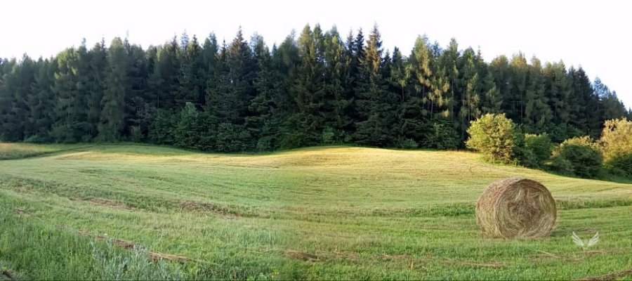 la naturale consapevolezza dell essere