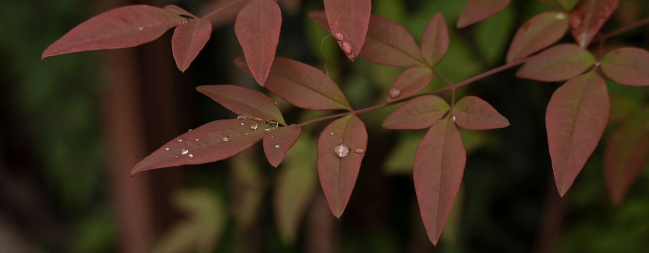 vivere i miracoli - naturali espressioni d amore